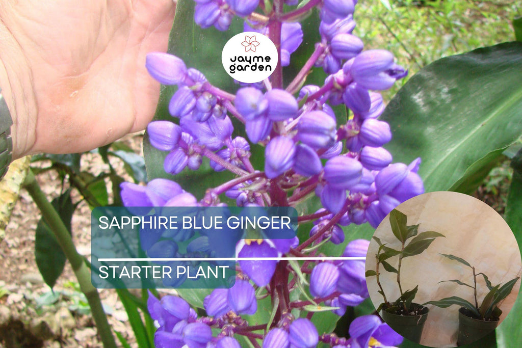Sapphire Blue Ginger Starter Plant - Dichorisandra Thyrsiflora - Air Purifying, Evergreen, Cold Resistant, Deer & Drought Resistant