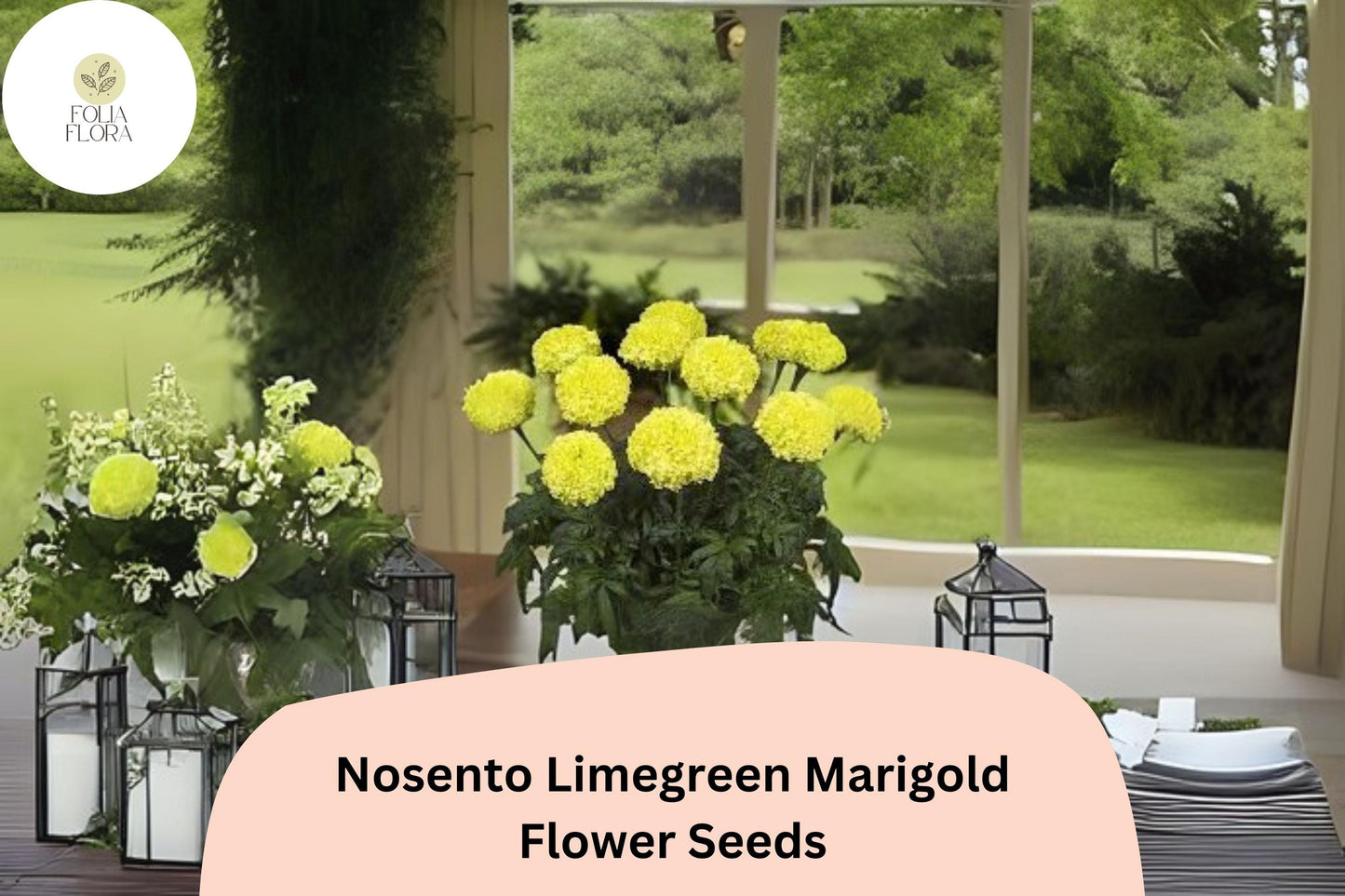 25+ Nosento Limegreen Marigold Seeds | Tagetes erecta | Unique Green Marigold | Rare Annual Flower for Garden Planting