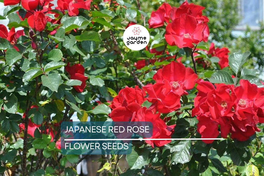 20 Japanese Red Rose Seeds (Rosa rugosa "Rubra") – Hardy Fragrant Bush, Edible Hips, Zones 3-10
