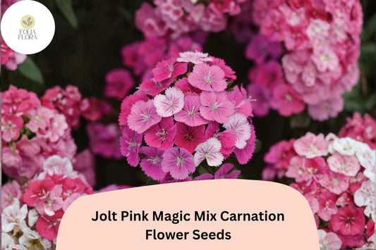 200+ Jolt Pink Magic Mix Carnation Seeds: Pink Double Blooms, Fragrant Hardy Perennial Dianthus