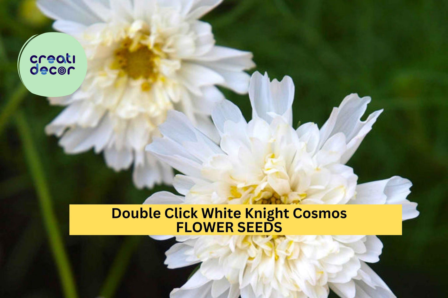 200+ Double Click White Knight Cosmos Seeds – Frilly White Double Blooms for Garden Planting, Cottage Gardens & Cut Flowers – USA