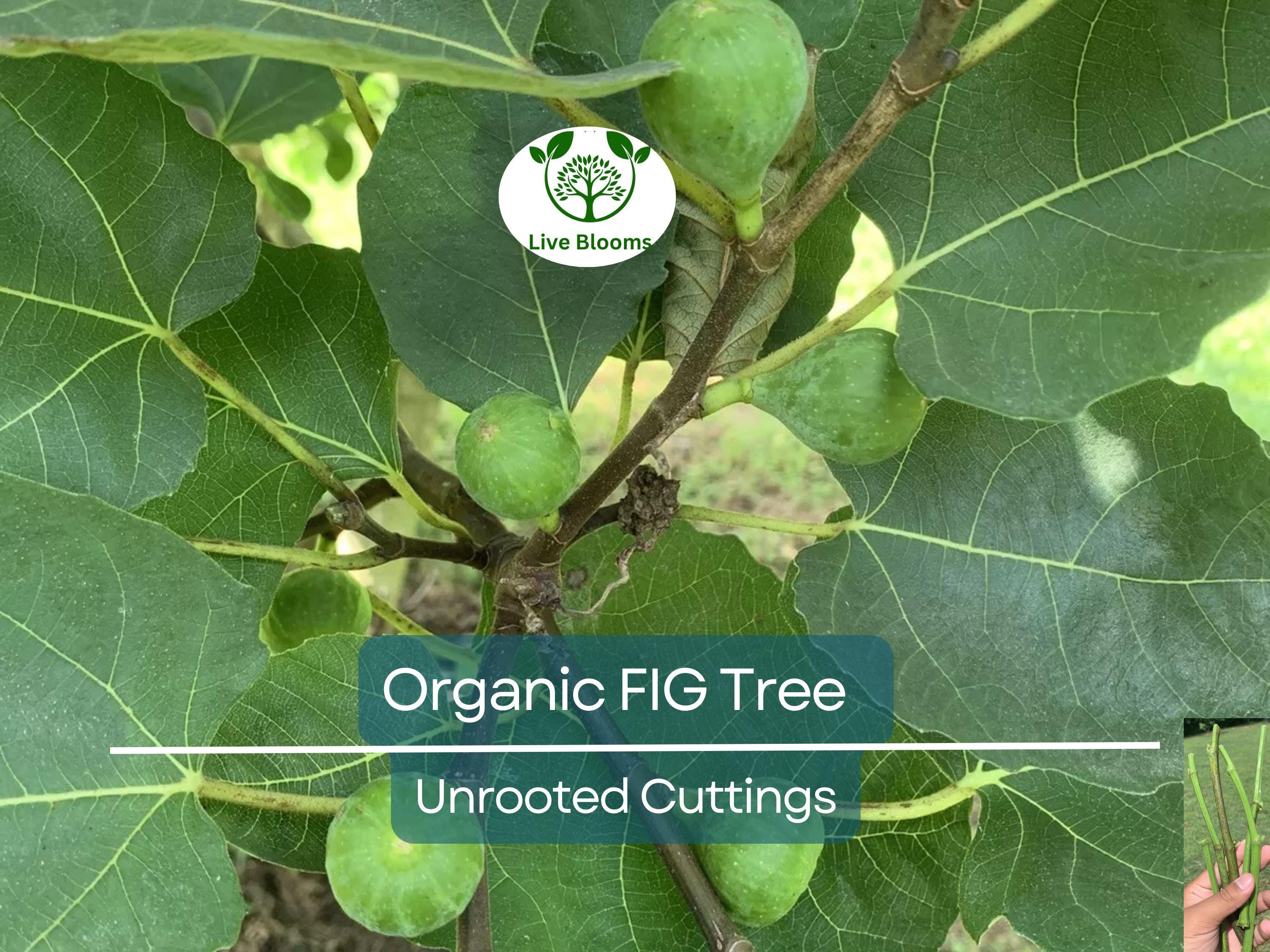 5 Organic Fig Tree Unrooted Cuttings 8" Each From Fruiting Tree - Ficus Carica, Healthy, Perfect for Planting & Propagation