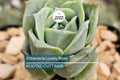 5 Live Echeveria ‘Lovely Rose’ Succulent Plants Fully Rooted in 2" Pots | Rose-Like Mini Succulents for Gifts & Decor