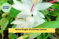 White Knight Christmas Cactus Starter Plant – Schlumbergera truncata, Live Holiday Cactus Cutting, Rare White Bloom Variety