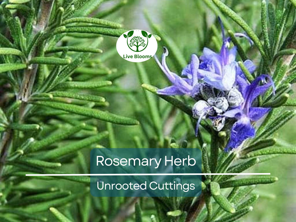 9 Organic Rosemary Herb Plant Cuttings, Rosmarinus Officinalis, Unrooted 10" Each, Fresh Culinary Herb for Propagation, Easy to Grow