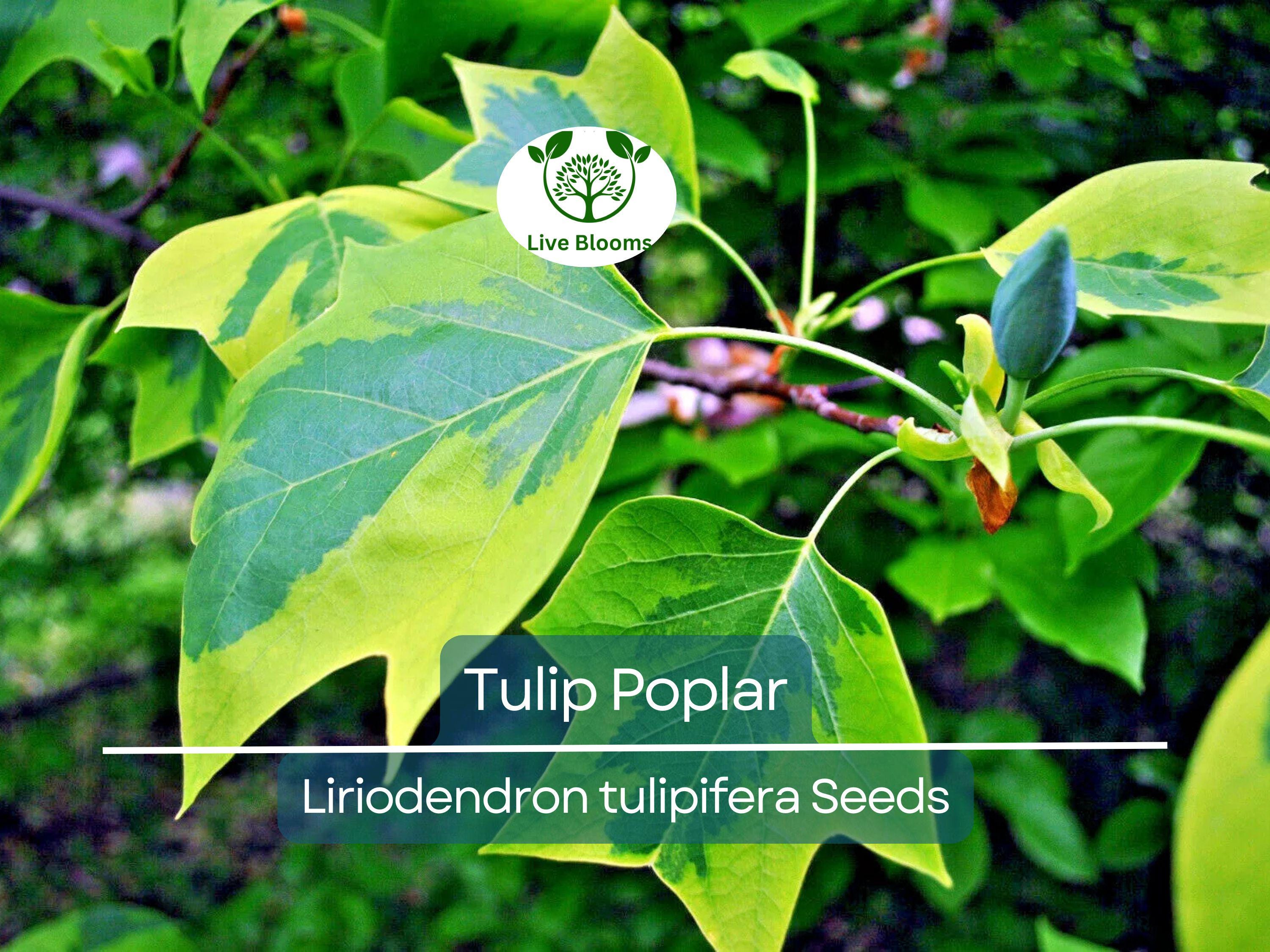 20 Tulip Poplar Seeds (Liriodendron tulipifera) | Tulip Tree, Big Yellow Flowers, Fast-Growing, Shade Tree for Garden & Landscape