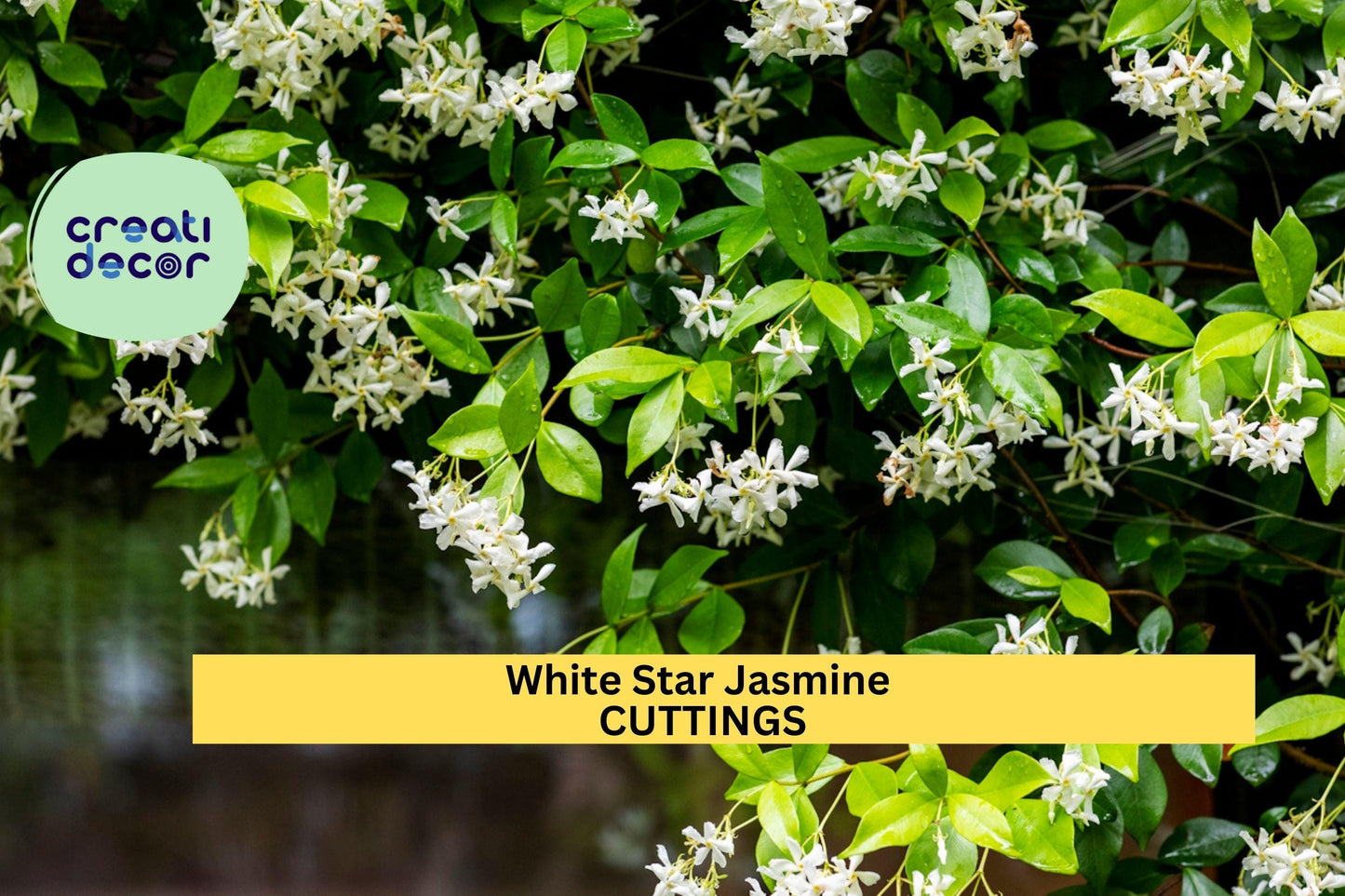 5 White Star Jasmine Cuttings | Fragrant Flowering Vine Starter | Unrooted Plant Stems for Propagation | Easy to Root