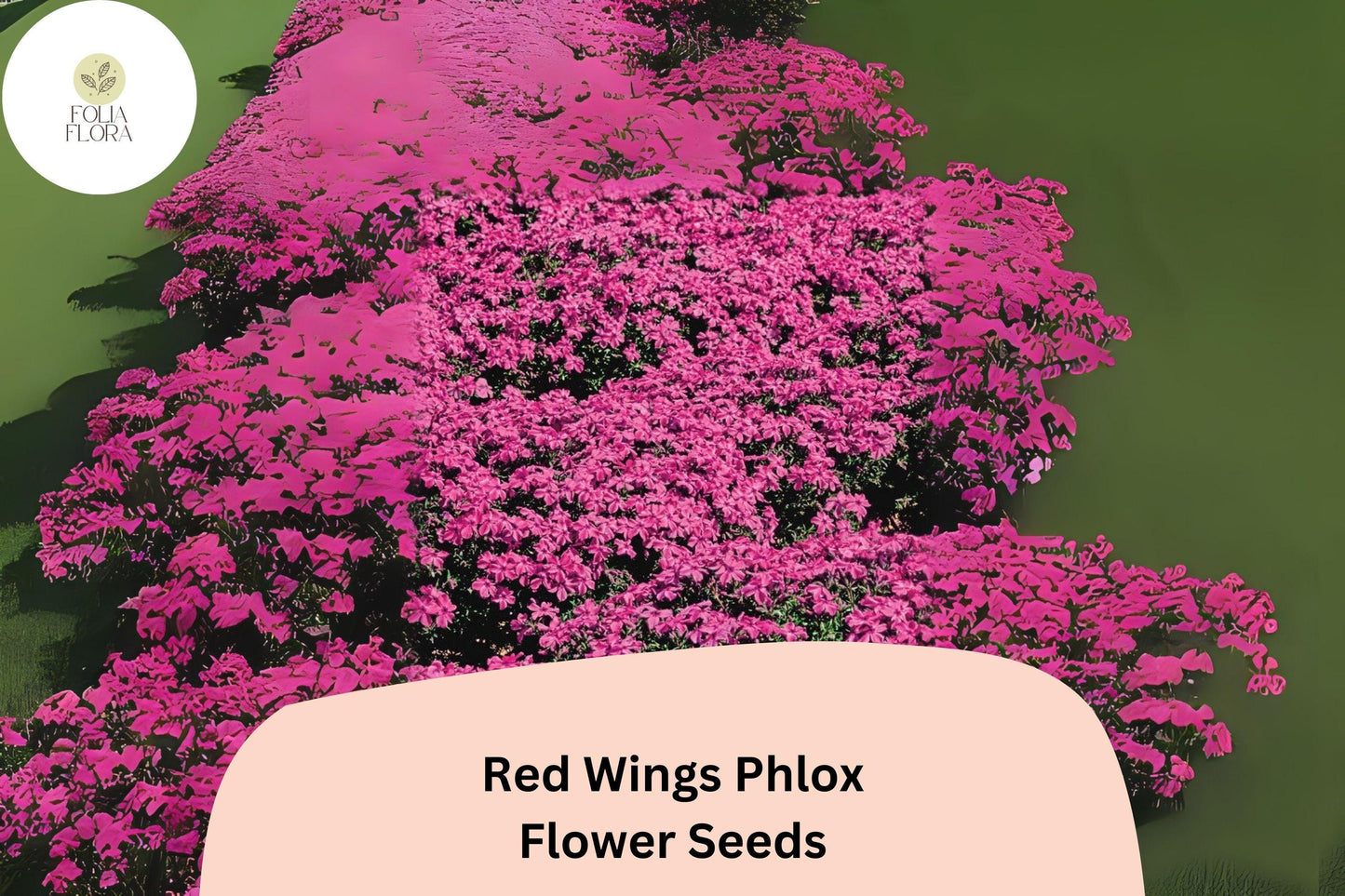 100+ Red Wings Creeping Phlox Seeds – Groundcover Flowers, Phlox subulata