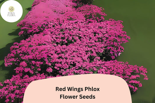 100+ Red Wings Creeping Phlox Seeds – Groundcover Flowers, Phlox subulata