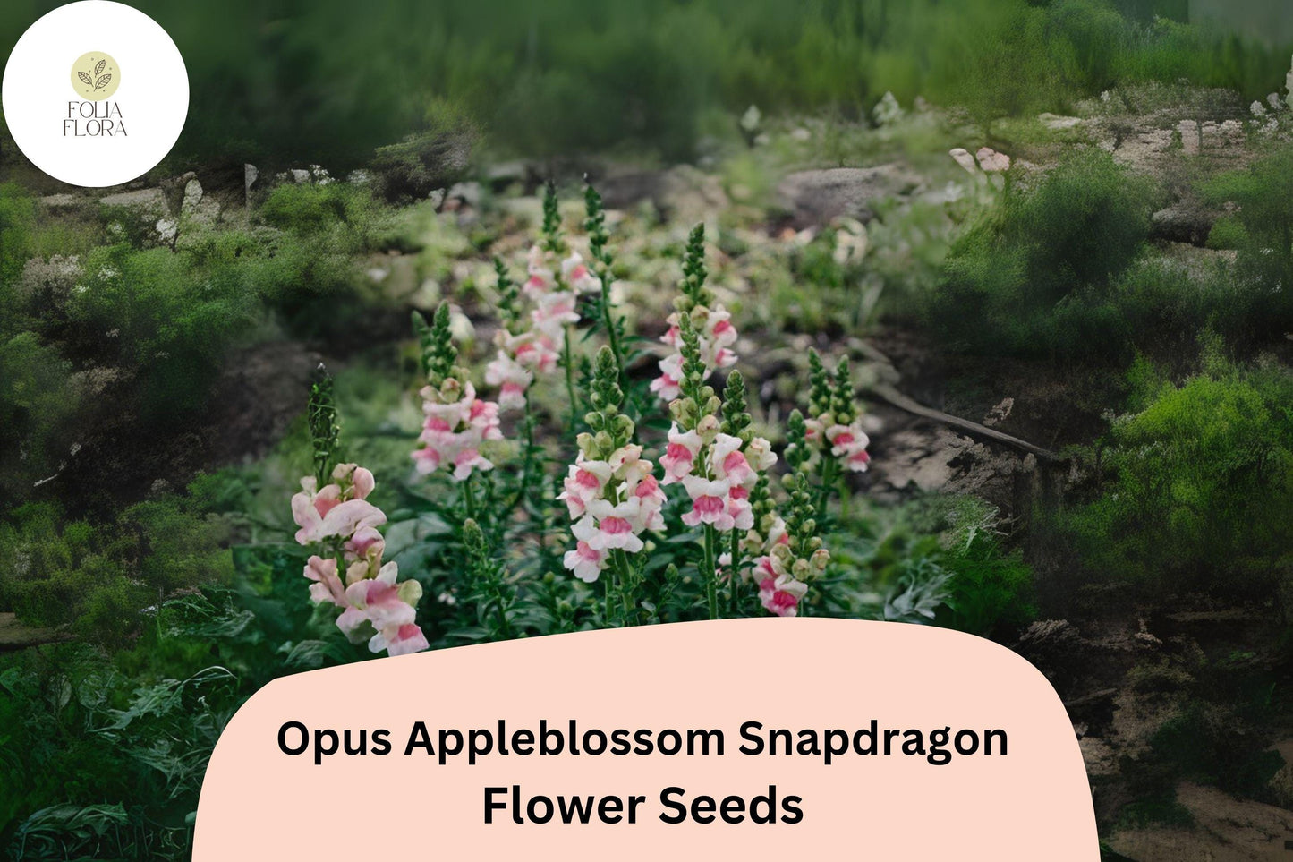 Antirrhinum majus Opus Appleblossom Snapdragon Seeds – 1000+ Soft Pink & White Blooms for Garden and Cut Flowers
