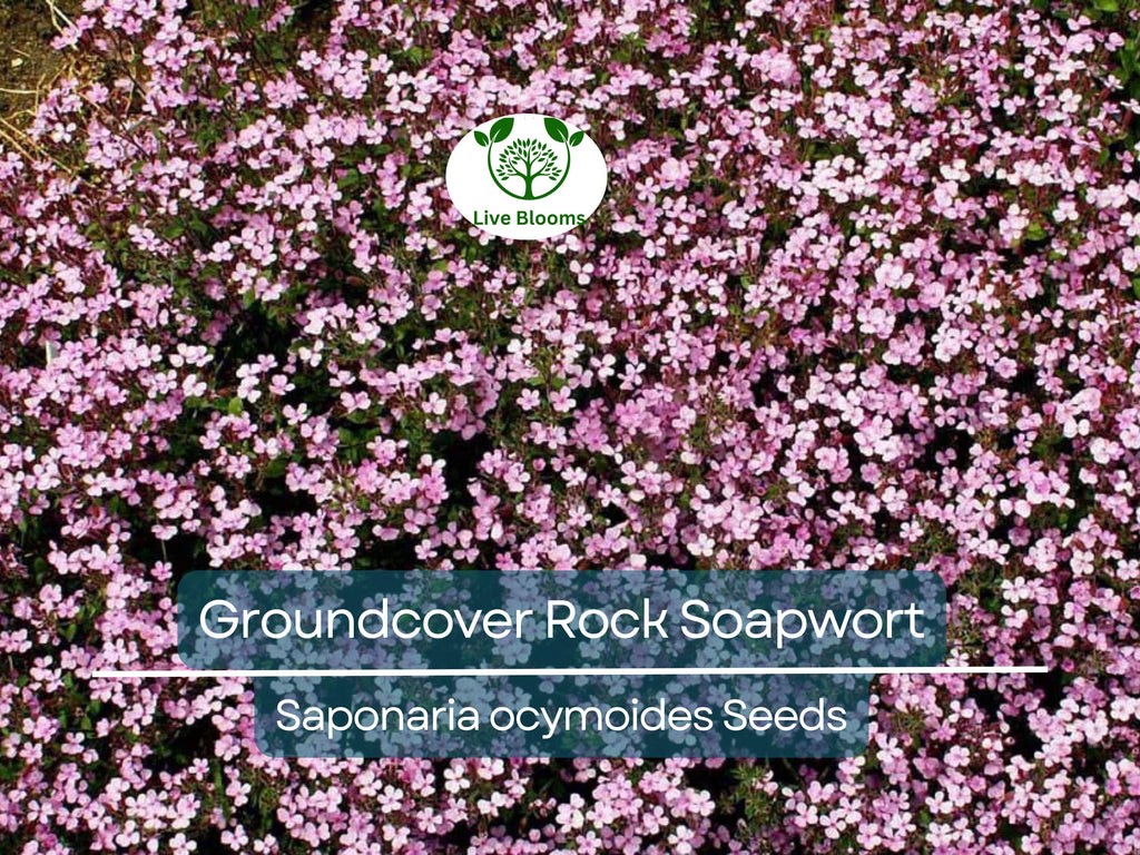 1000 Seeds Groundcover Rock Soapwort, Spreading Perennial, Pink Flowers, Non-GMO, Saponaria ocymoides, Easy to Grow