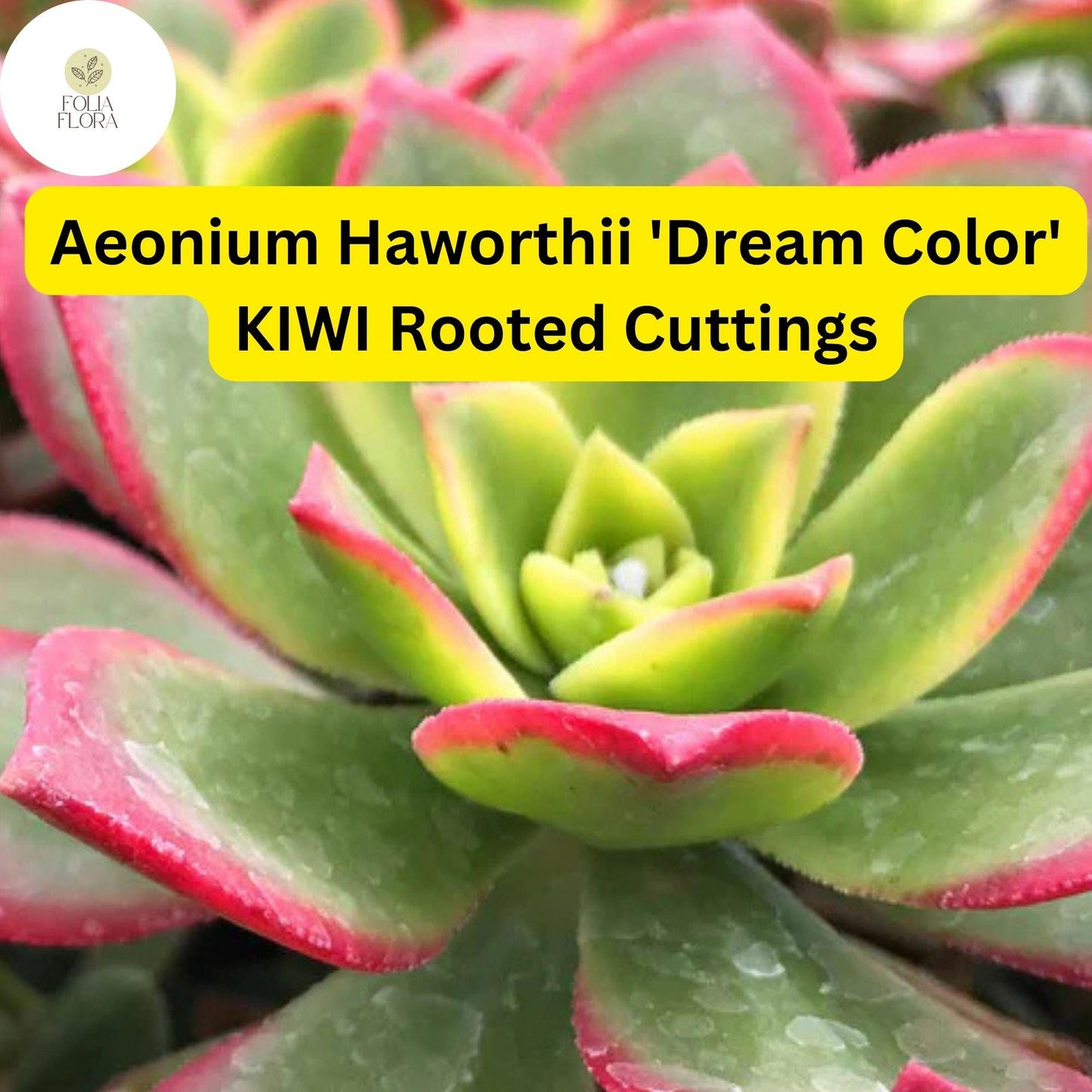 Aeonium haworthii ‘Dream Color’ Kiwi | 3 Rooted Cuttings Live Succulent Plants | Variegated Rosettes, Drought-Tolerant
