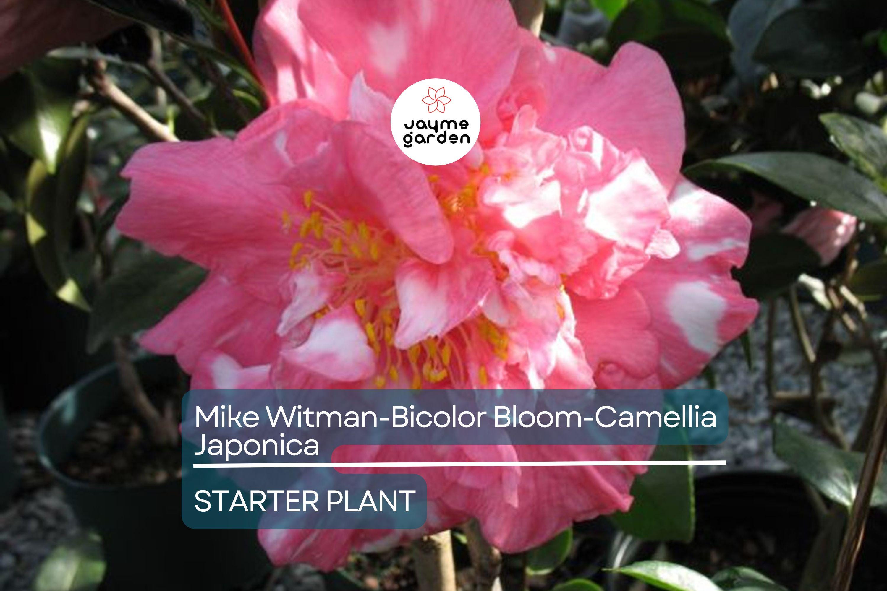 Mike Witman Camellia Japonica | Rare Bicolor Bloom | Live Starter Plant | Evergreen Shrub | All-Season Beauty | USDA Zone 7-10