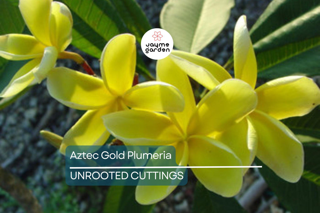 Aztec Gold Plumeria 3 Fresh Cuttings 8"-10" Fragrant Cream/Gold Flowers - Ready to Plant