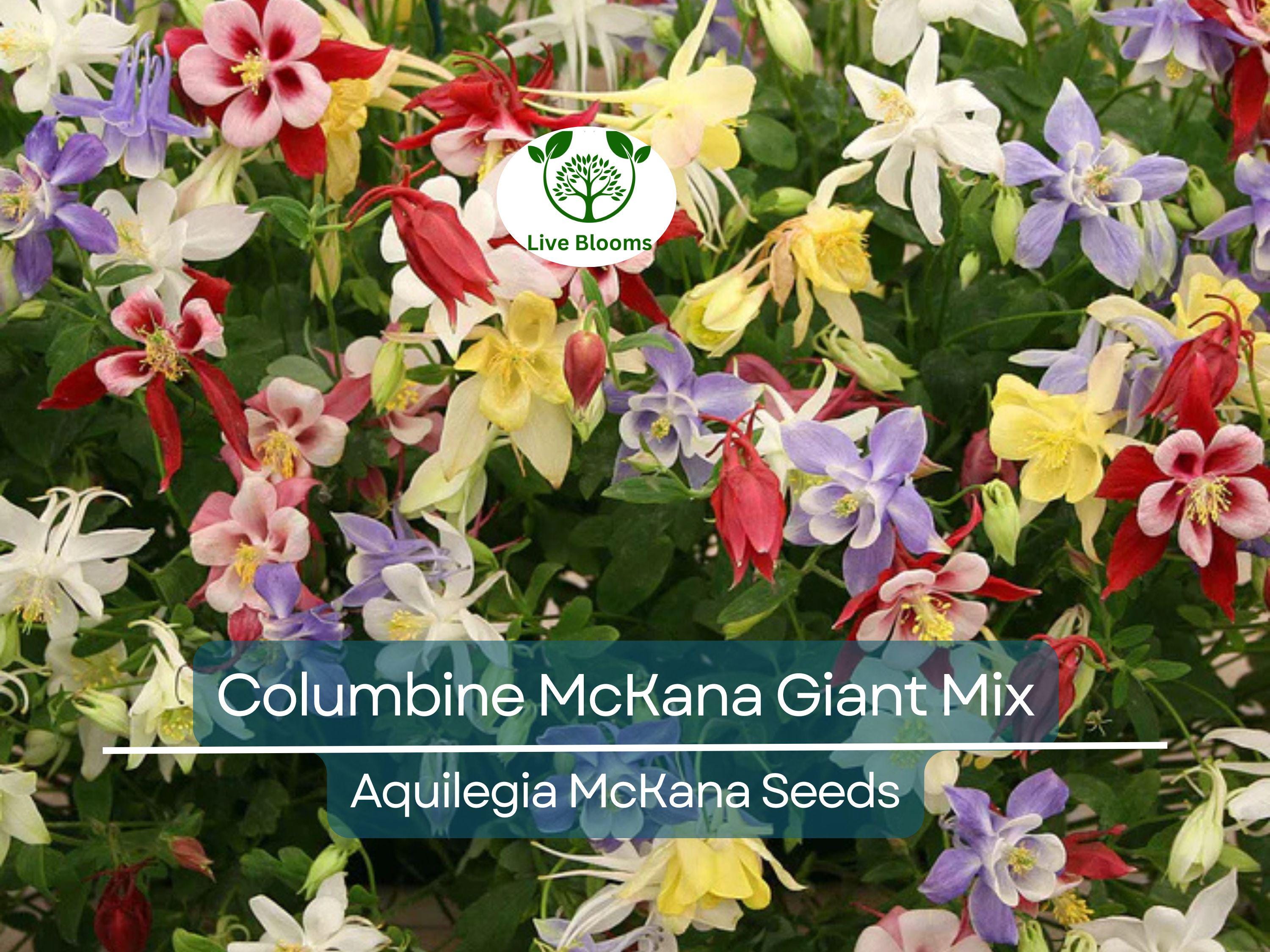 200 Seeds Columbine McKana Giant Mix, Perennial Hummingbird & Butterfly Flowers, Non-GMO Aquilegia, Vibrant Colors, Easy to Grow for Gardens