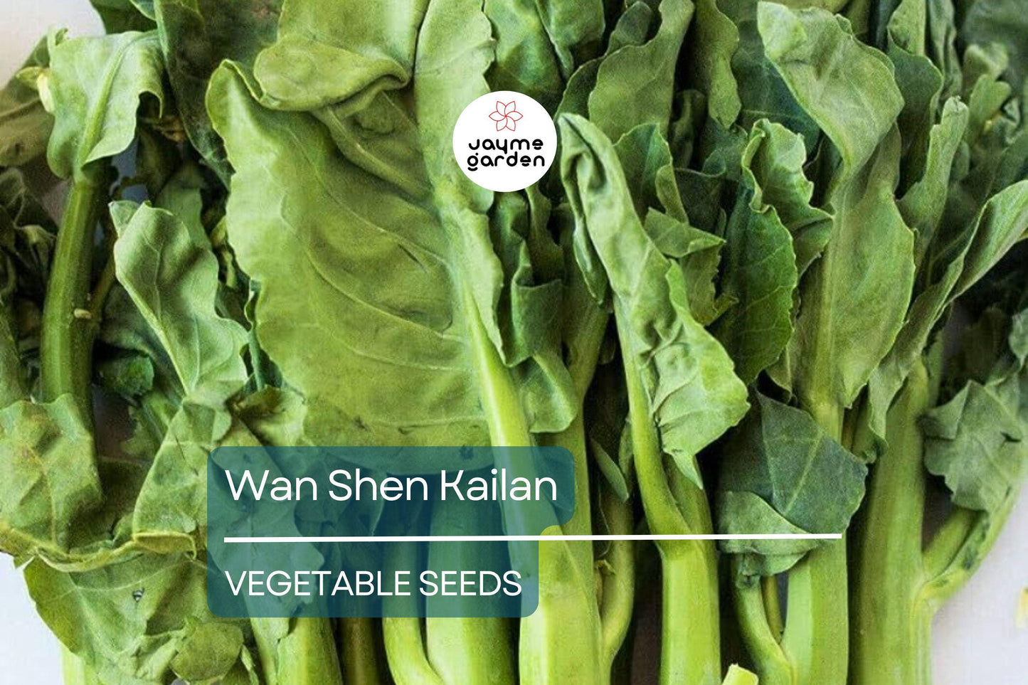 500mg Wan Shen Kailan Seeds - Heirloom Chinese Broccoli - Tender Asian Green for Stir-Fries, Soups, & Salads - Non-GMO Seeds