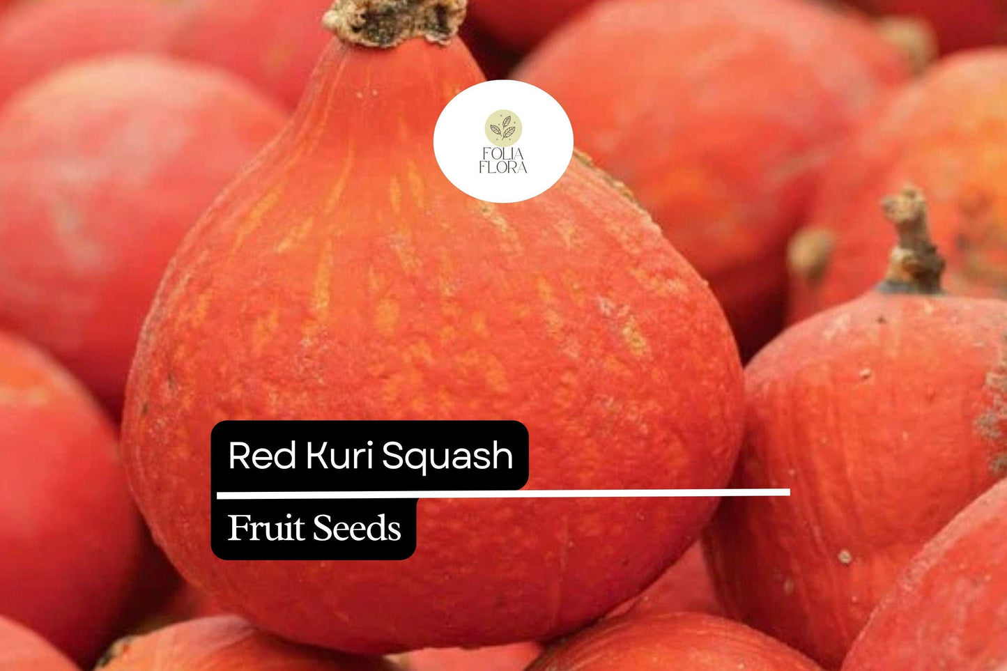 10 Seeds Red Kuri Squash (Cucurbita maxima) – Sweet & Nutty Winter Squash for Roasting and Baking