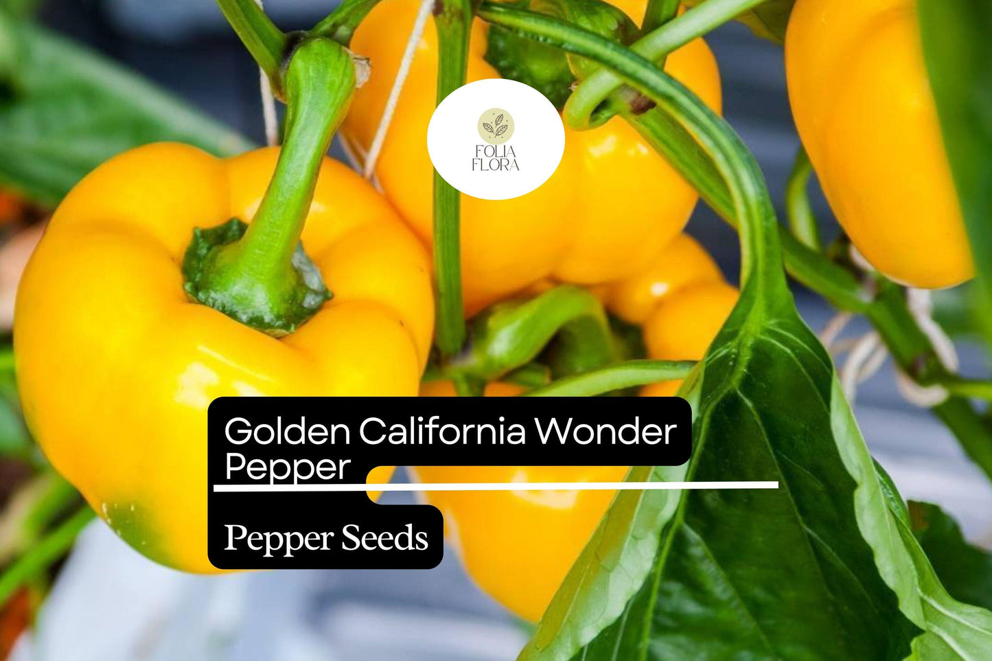 25 Golden California Wonder Pepper Seeds – Capsicum annuum – Heirloom, Sweet & Crisp, High-Yielding