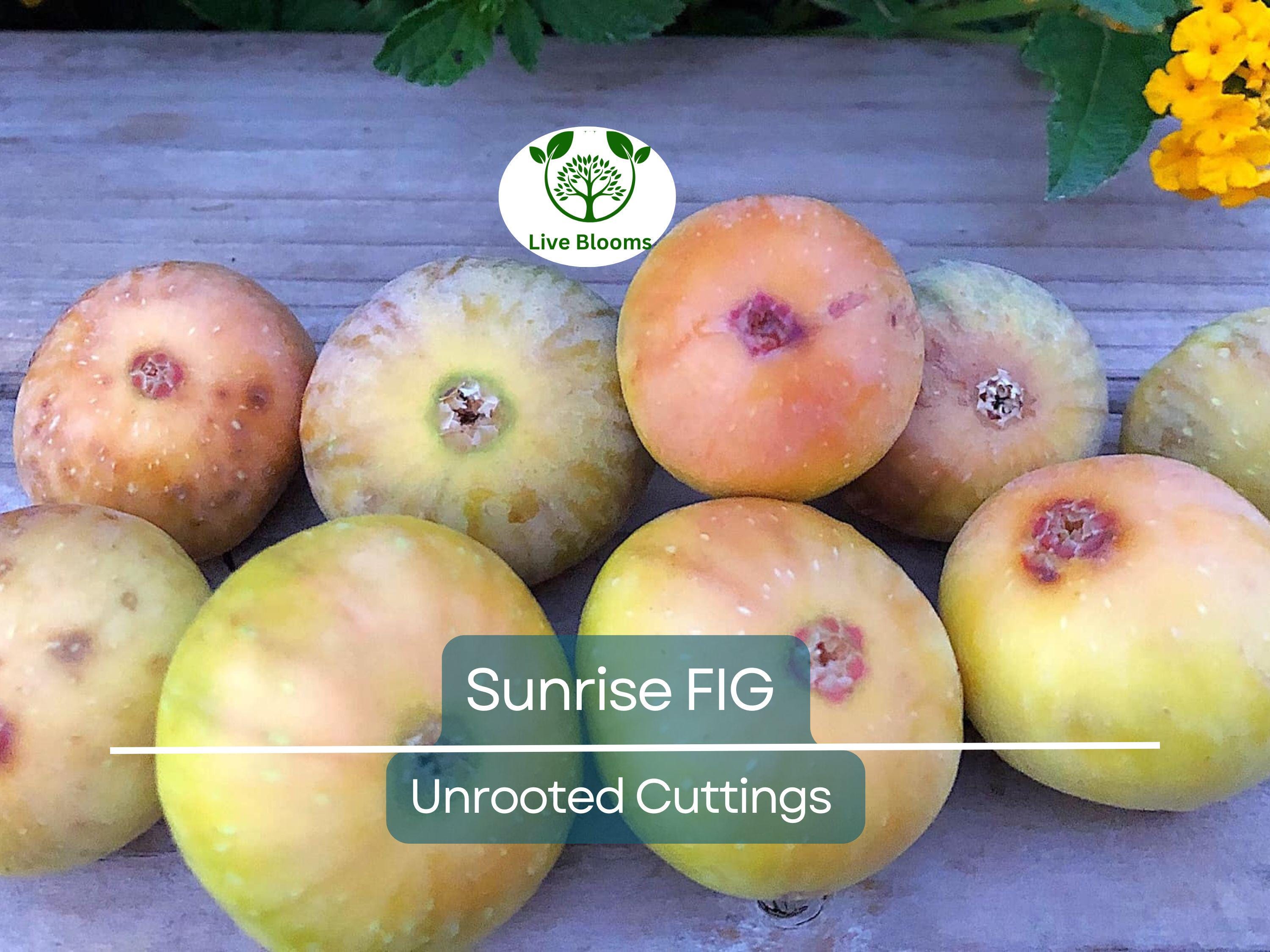 1 Sunrise Fig Unrooted Cutting 6-8" – Ficus carica, Sweet Fig Tree Cutting for Propagation, Home Garden