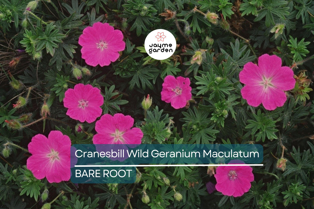 10 Cranesbill Wild Geranium Bare Roots – Organic Native Wildflower, Medicinal, Pollinator-Friendly, Hardy Perennial for Sun & Shade