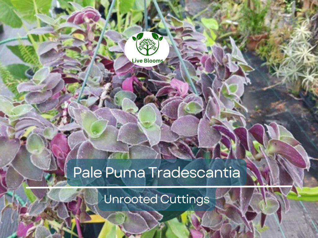 5 Tradescantia Wandering Jew 'Pale Puma' Unrooted Cuttings, Fuzzy Purple Plant, Tradescantia pallida, Indoor Plant, Rare Colorful Cuttings