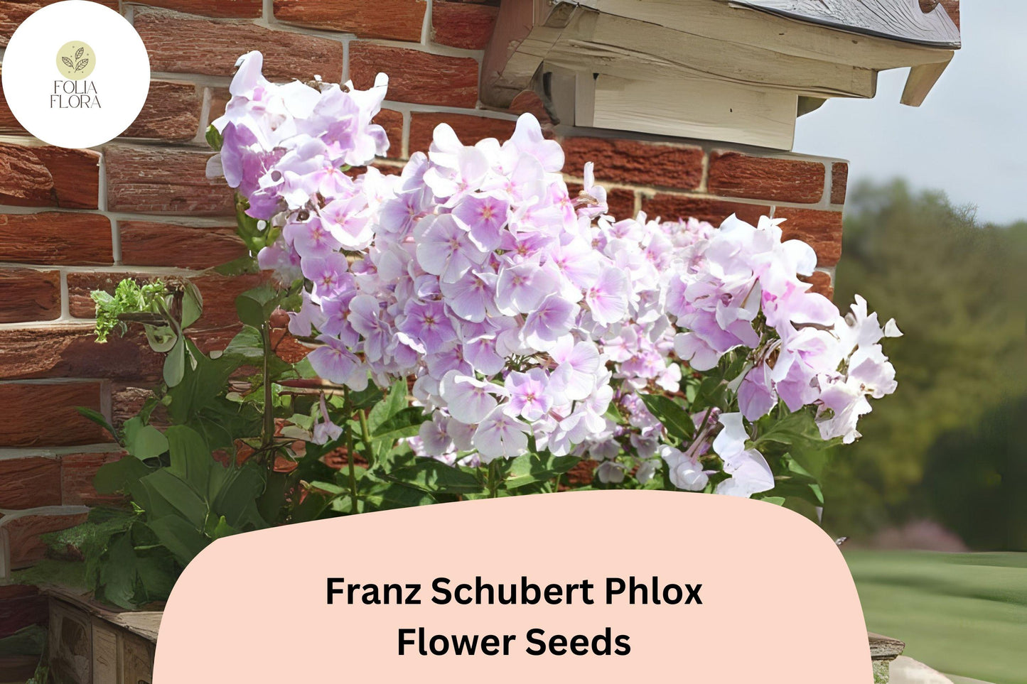 100+ Franz Schubert Phlox Seeds – Soft Lavender Blooms, Perennial Phlox paniculata