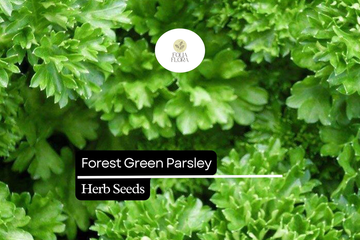 1200 Seeds Forest Green Parsley (Petroselinum crispum) – Aromatic Herb for Culinary and Garden Use