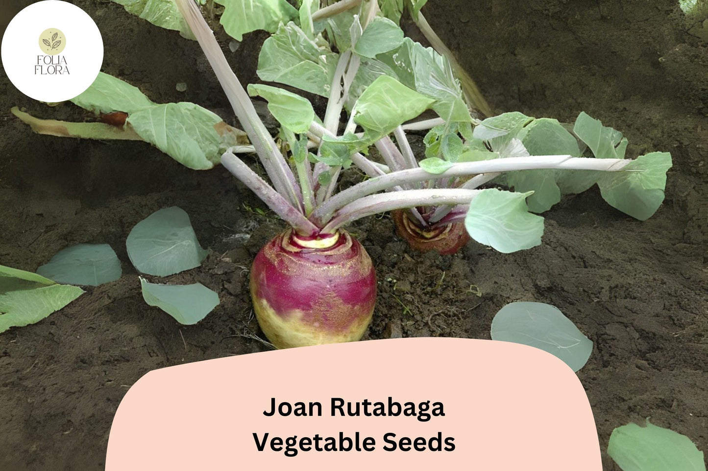 500+ Joan Rutabaga Seeds – Heirloom Brassica Root Vegetable Seeds for Garden Planting