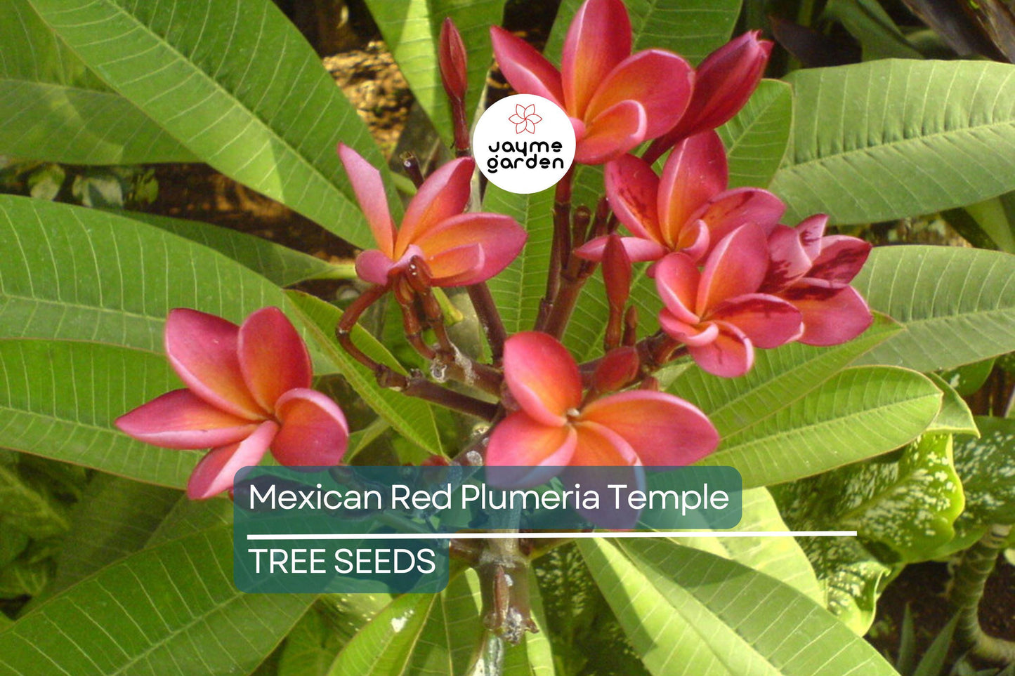 5 Mexican Red Plumeria Seeds (P. rubra) – Tropical Frangipani Flower, Fragrant Blooms, USDA Zones 10-12, Attracts Hummingbirds & Butterflies