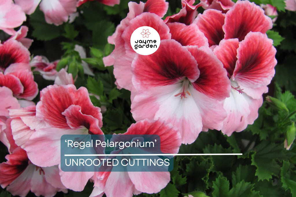 Organic Geranium 'Regal Pelargonium' - 3 Fresh Cuttings (5-8") - Easy to Grow, Sun-Loving Outdoor Plant