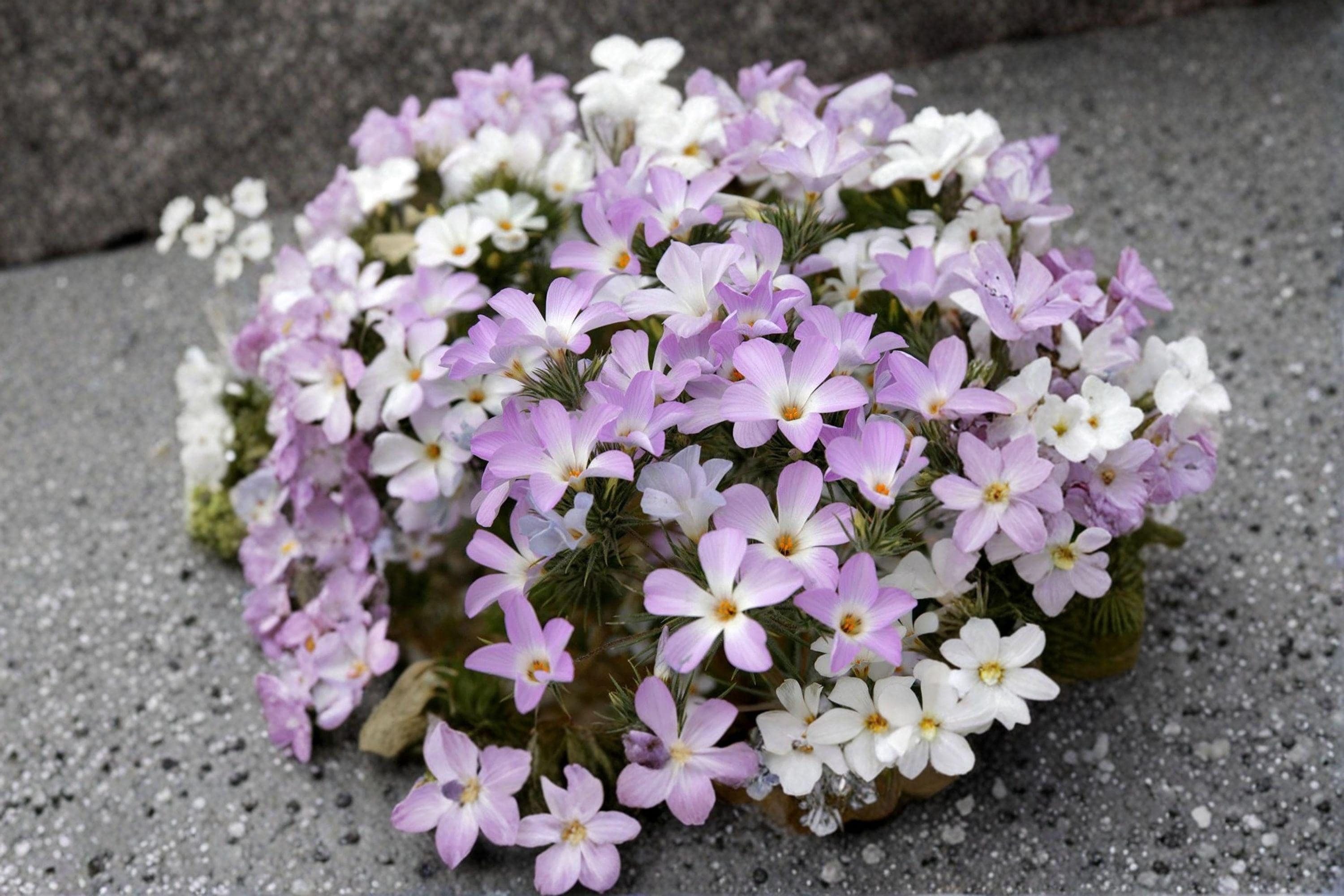 Mountain Phlox – Linanthus grandiflorus, Native Annual Wildflower | Bright Spring Blooms (100 Seeds)