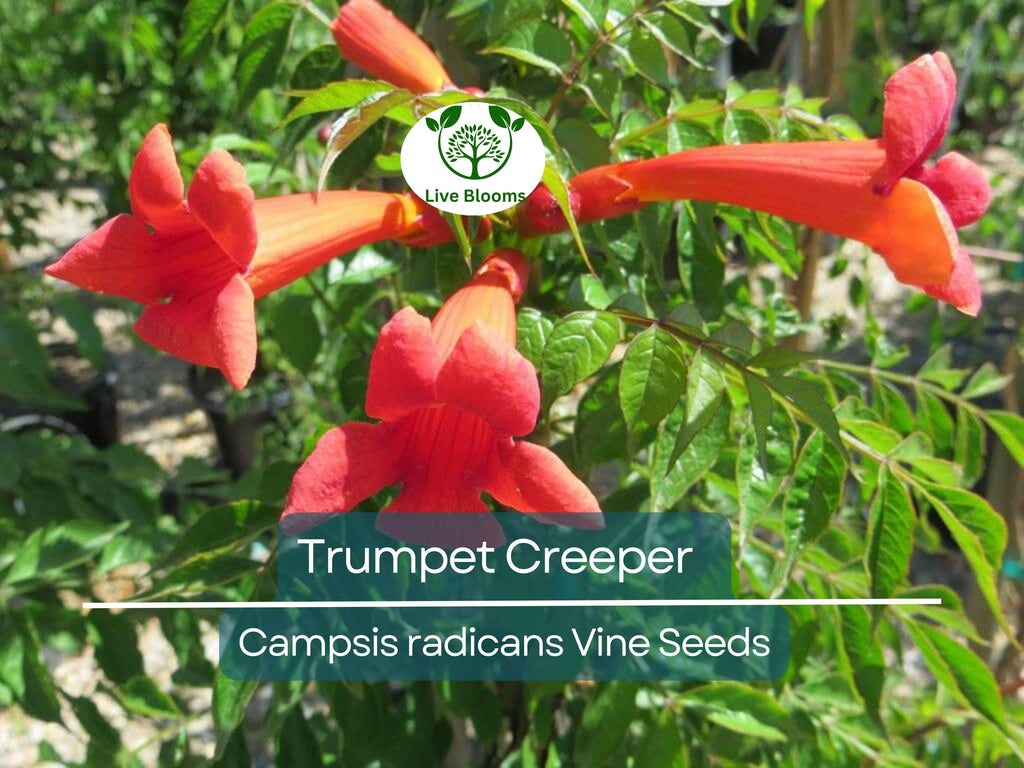 100 Flower Vine Seeds - Perennial Trumpet Creeper (Campsis radicans), Orange Flowers, Fast-Growing Vine, Climbing Plant, Wildlife Friendly