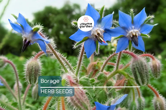 50 Borage Seeds - Edible Blue Flowers & Leaves, Heirloom, Non-GMO, 18-24" Tall, Annual Herb