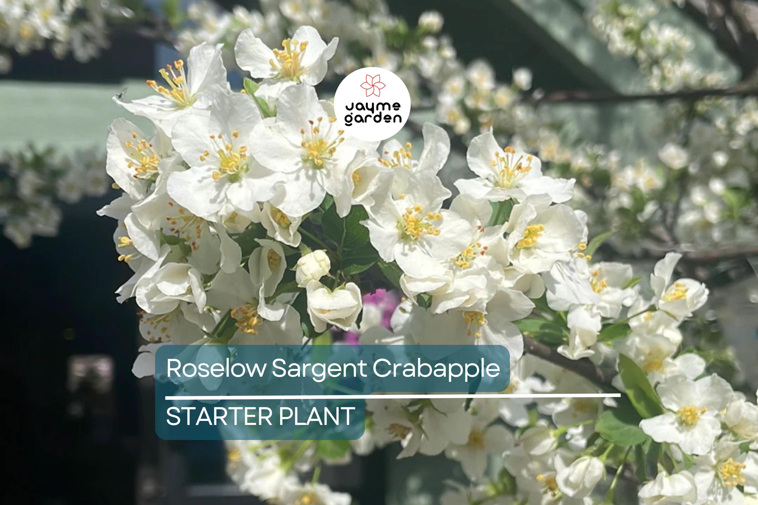 Roselow Sargent Crabapple Tree – Live Bare Root Plant Malus sargentii ‘Roselow,’ 10–12" Shipping Size