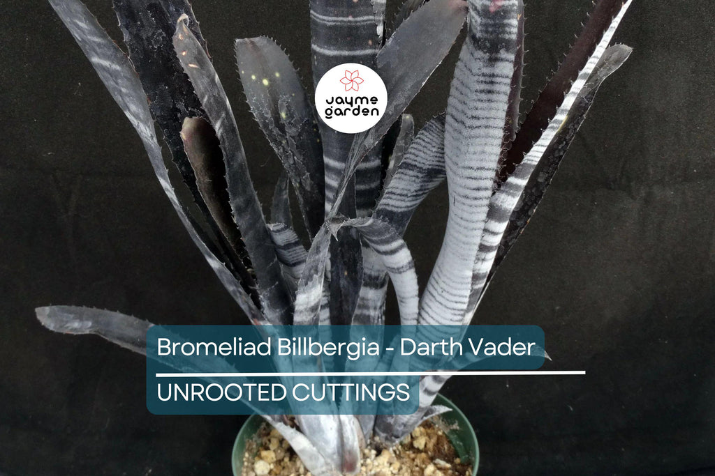 Bromeliad Billbergia Darth Vader | 12” Live Cutting | Exotic Foliage | Air-Purifying | Pet Safe | Attracts Hummingbirds & Butterflies