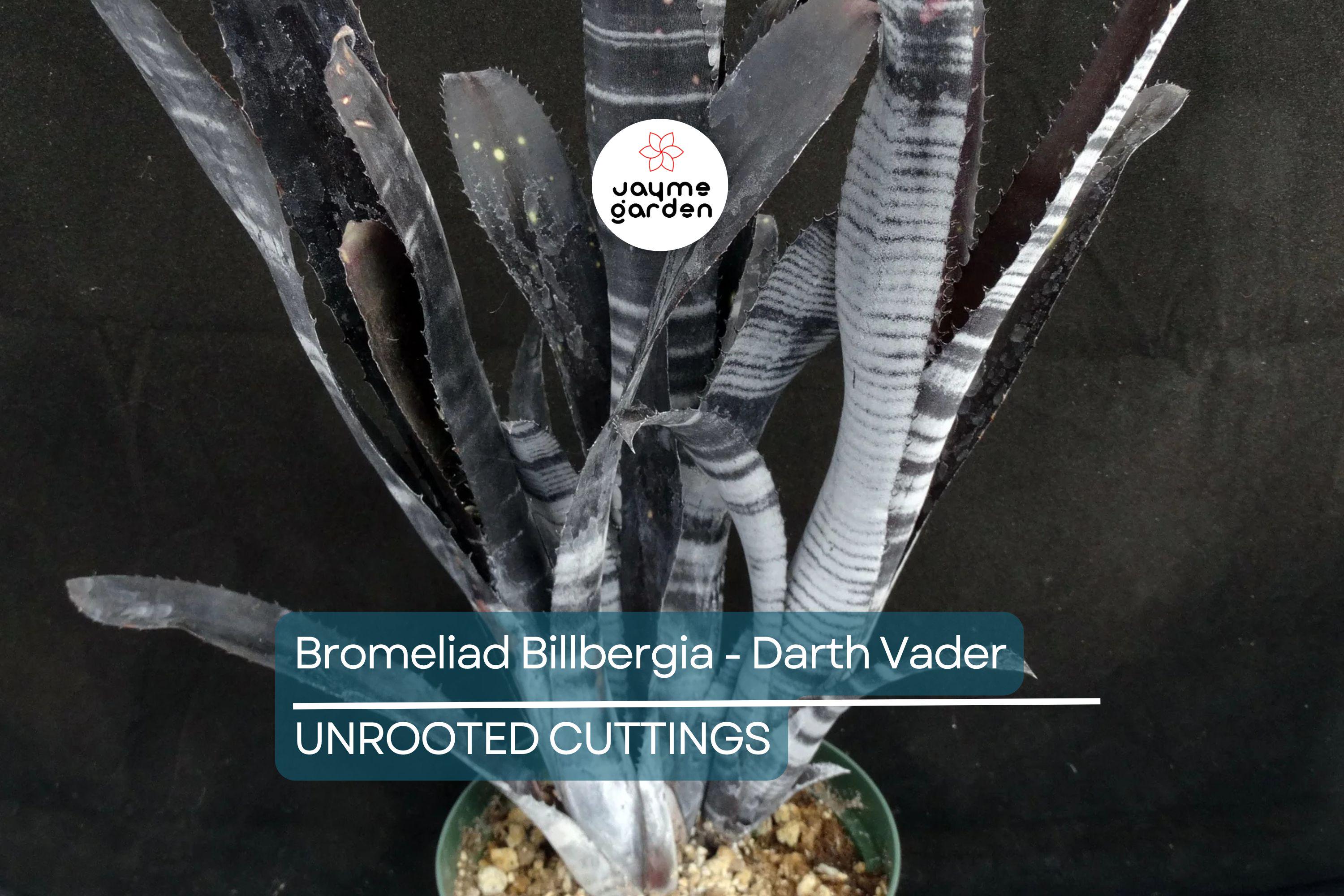 Bromeliad Billbergia Darth Vader | 12” Live Cutting | Exotic Foliage | Air-Purifying | Pet Safe | Attracts Hummingbirds & Butterflies