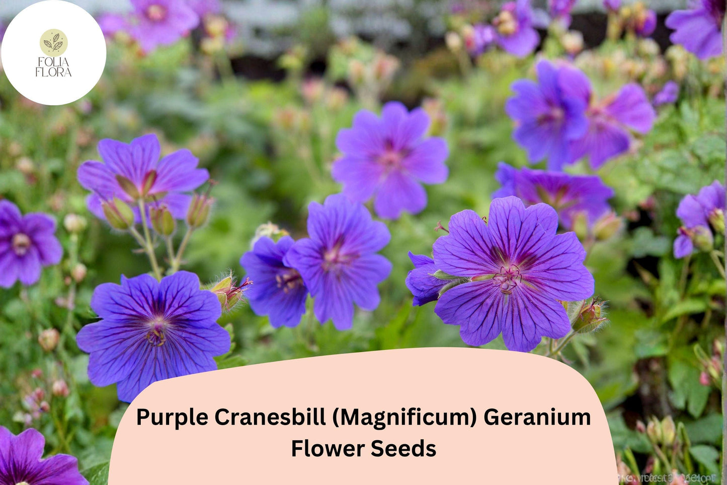 25+ Purple Cranesbill (Magnificum) Geranium Seeds | Hardy Perennial | Purple Blooms for Garden Borders & Rock Gardens