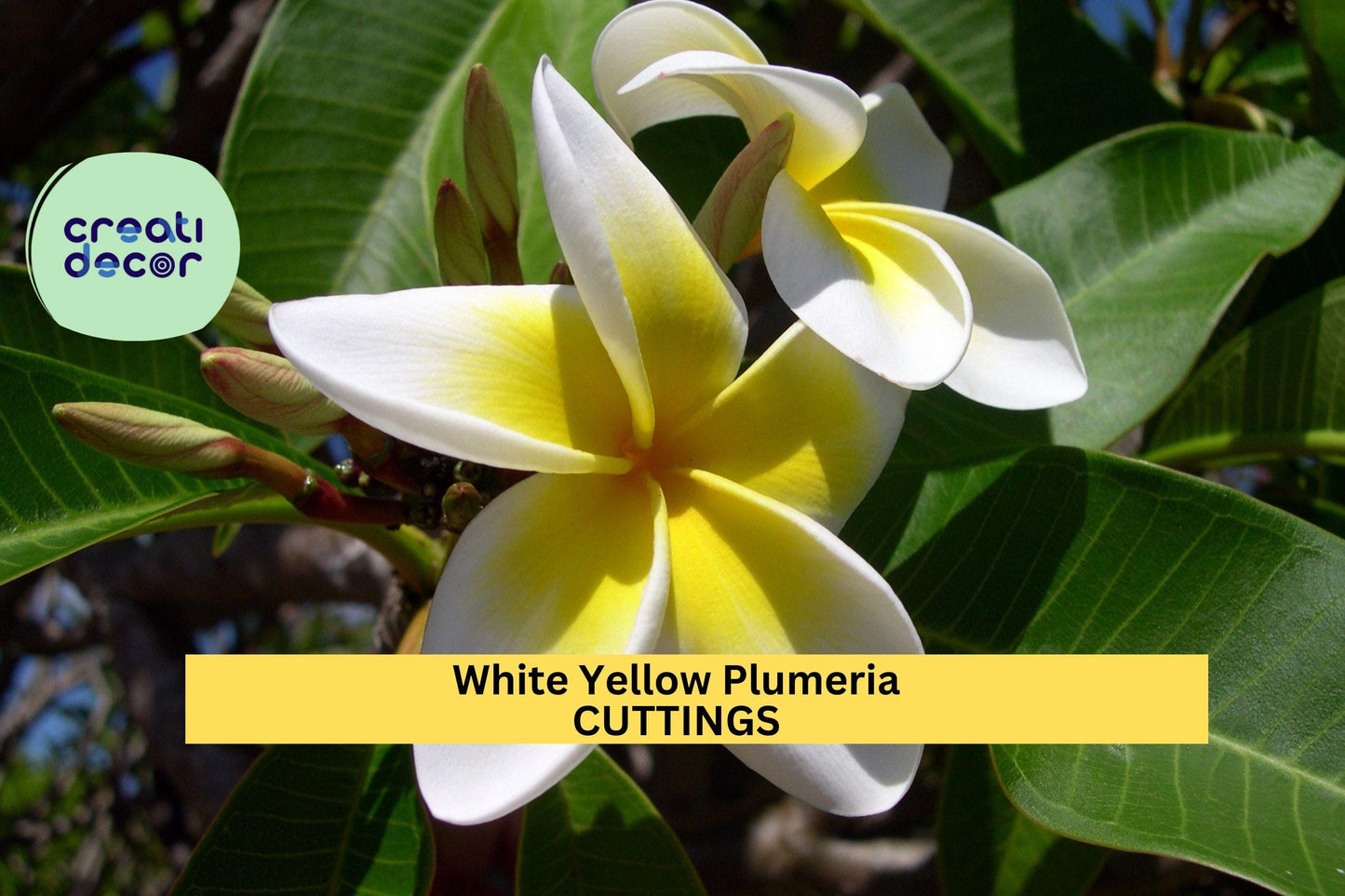 1 White Yellow Plumeria Cutting | Florida Grown Frangipani | 10" Unrooted Tropical Starter | Sweet-Scented Flower Tree