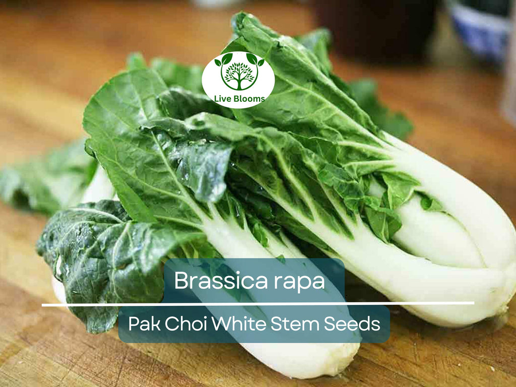 400 Seeds Pak Choi White Stem for Planting (Brassica rapa) - Crisp, Tender Asian Greens for Home Gardens, Fast-Growing, Cold-Hardy