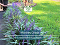 25 Monkey Grass Plants – Big Blue Liriope spicata – Live Bare Root Clumping Groundcover – Hardy Border & Edging Plant
