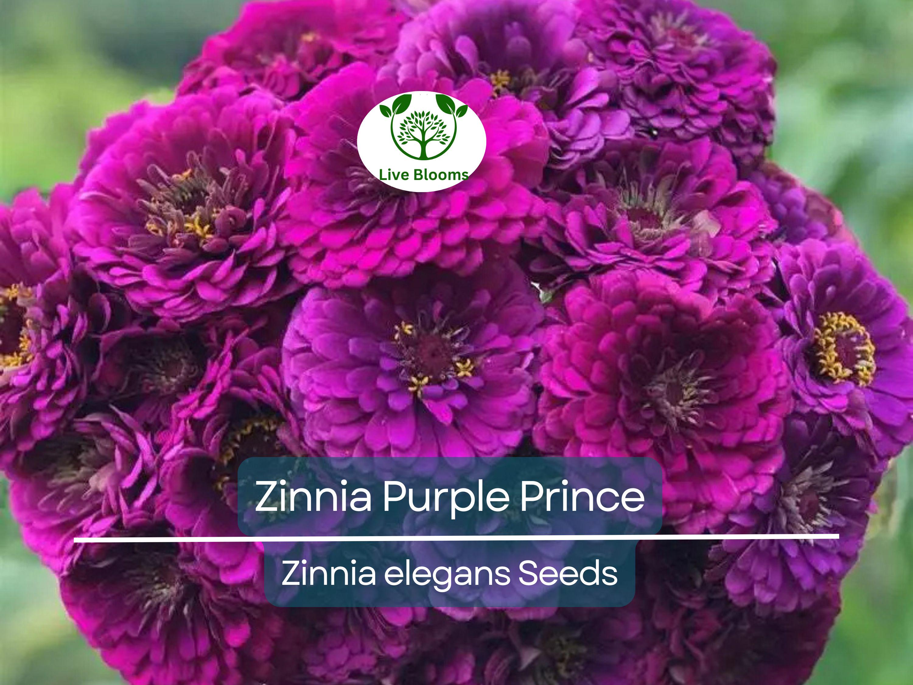 200 Zinnia Purple Prince Seeds – Zinnia elegans, Rich Purple Blooms, Attracts Butterflies & Finches, Cut Flower, Non-GMO