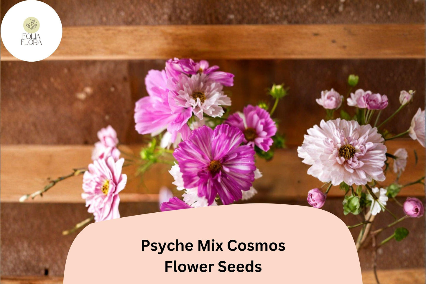 200+ Psyche Mix Cosmos Seeds | Cosmos Bipinnatus White Pink Red | Annual Garden Flower Seeds for Planting