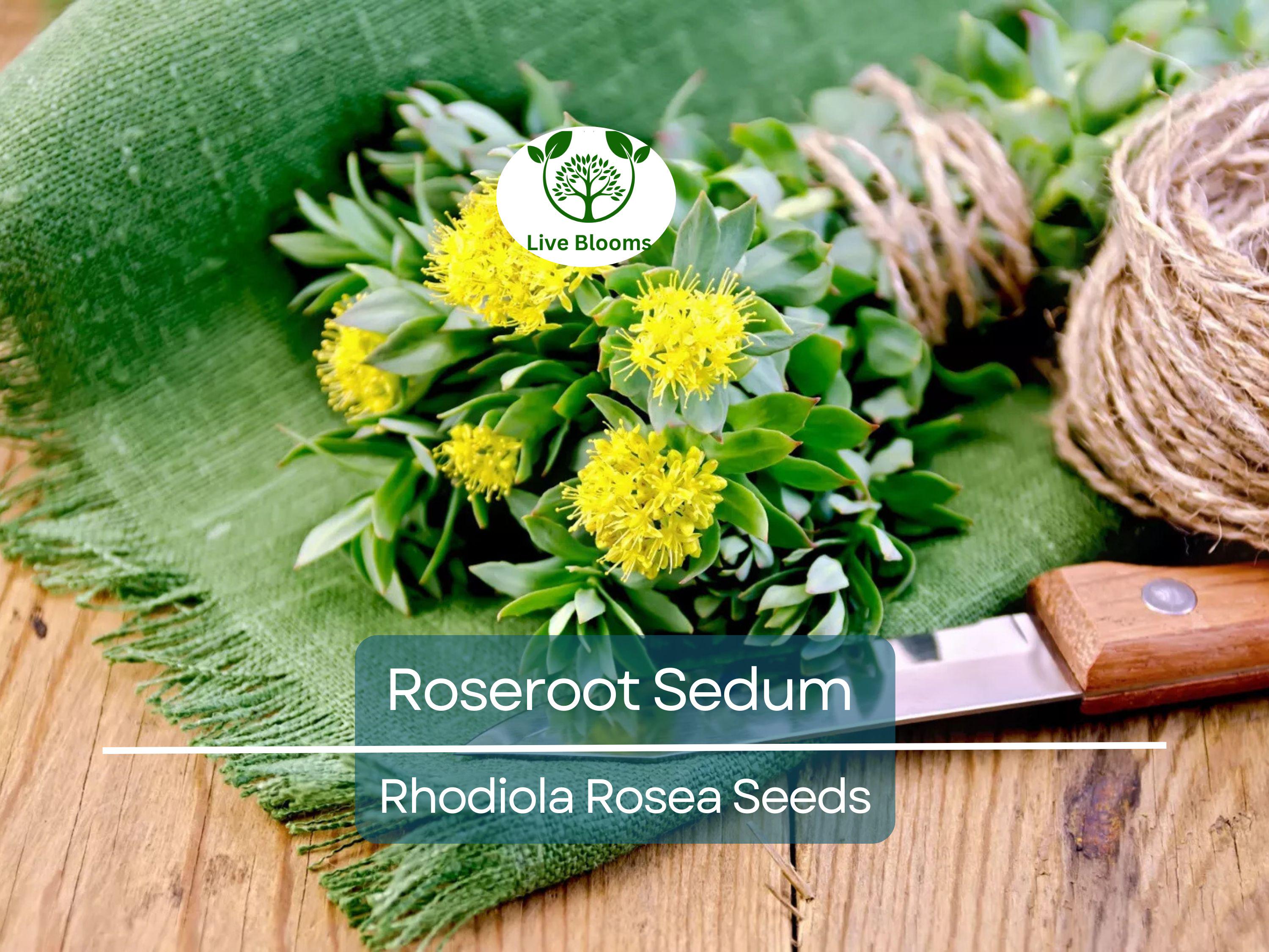 30 Roseroot Sedum Seeds | Rhodiola Rosea, Perennial Stonecrop, Herb, Hardy Ground Cover, Non-GMO