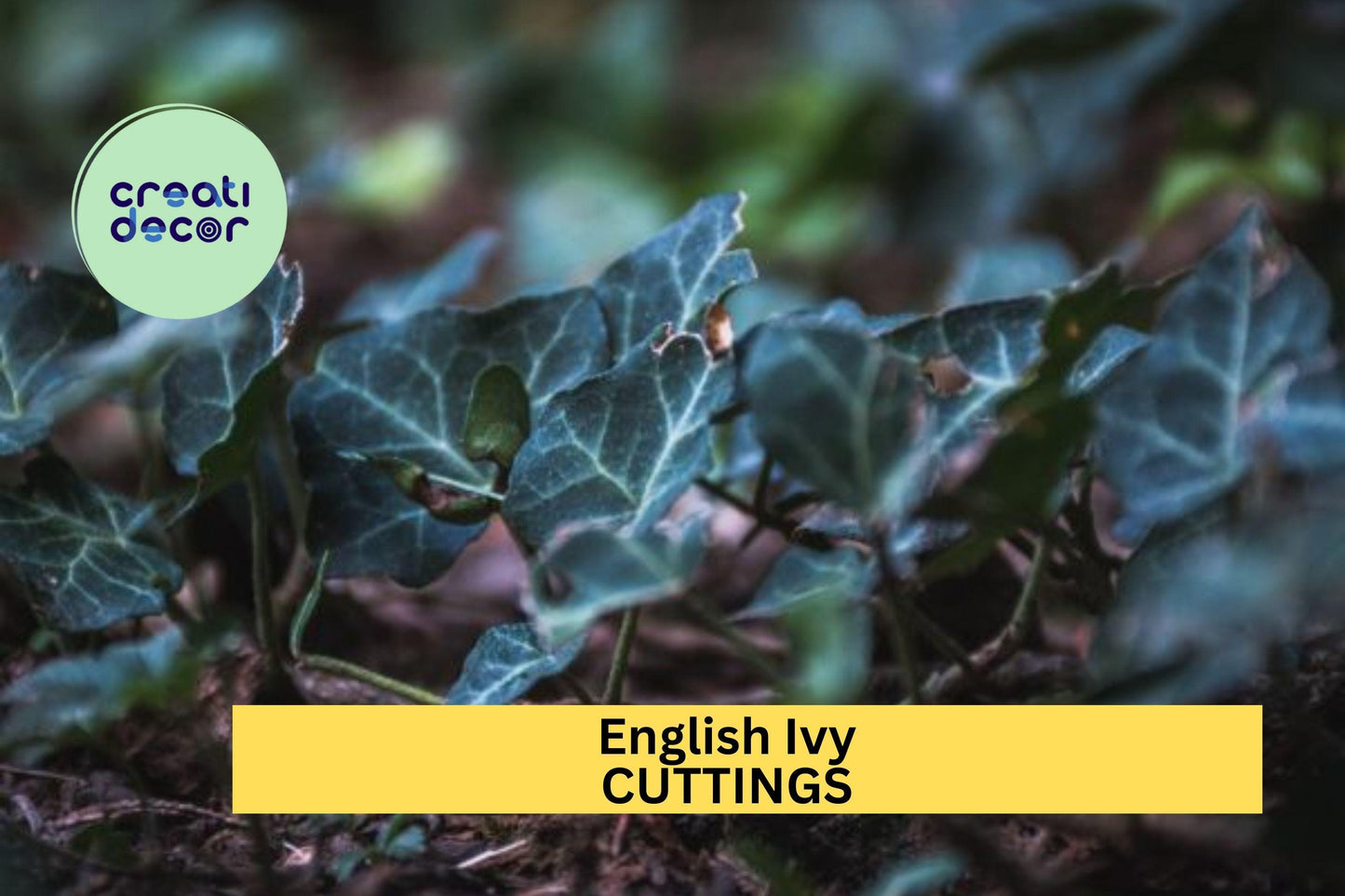 15 English Ivy Cuttings | Hedera Helix Cold Hardy Vine | South Carolina Grown | Unrooted Starter for Ground Cover or Garden Trellis