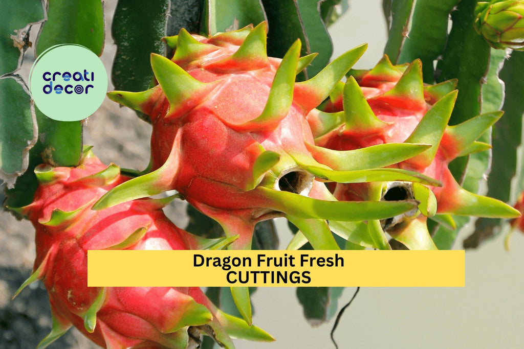 3 American Beauty Dragon Fruit Cuttings – 8–10” Unrooted Stems | Self-Pollinating Hylocereus Variety for Trellises or Container Gardens