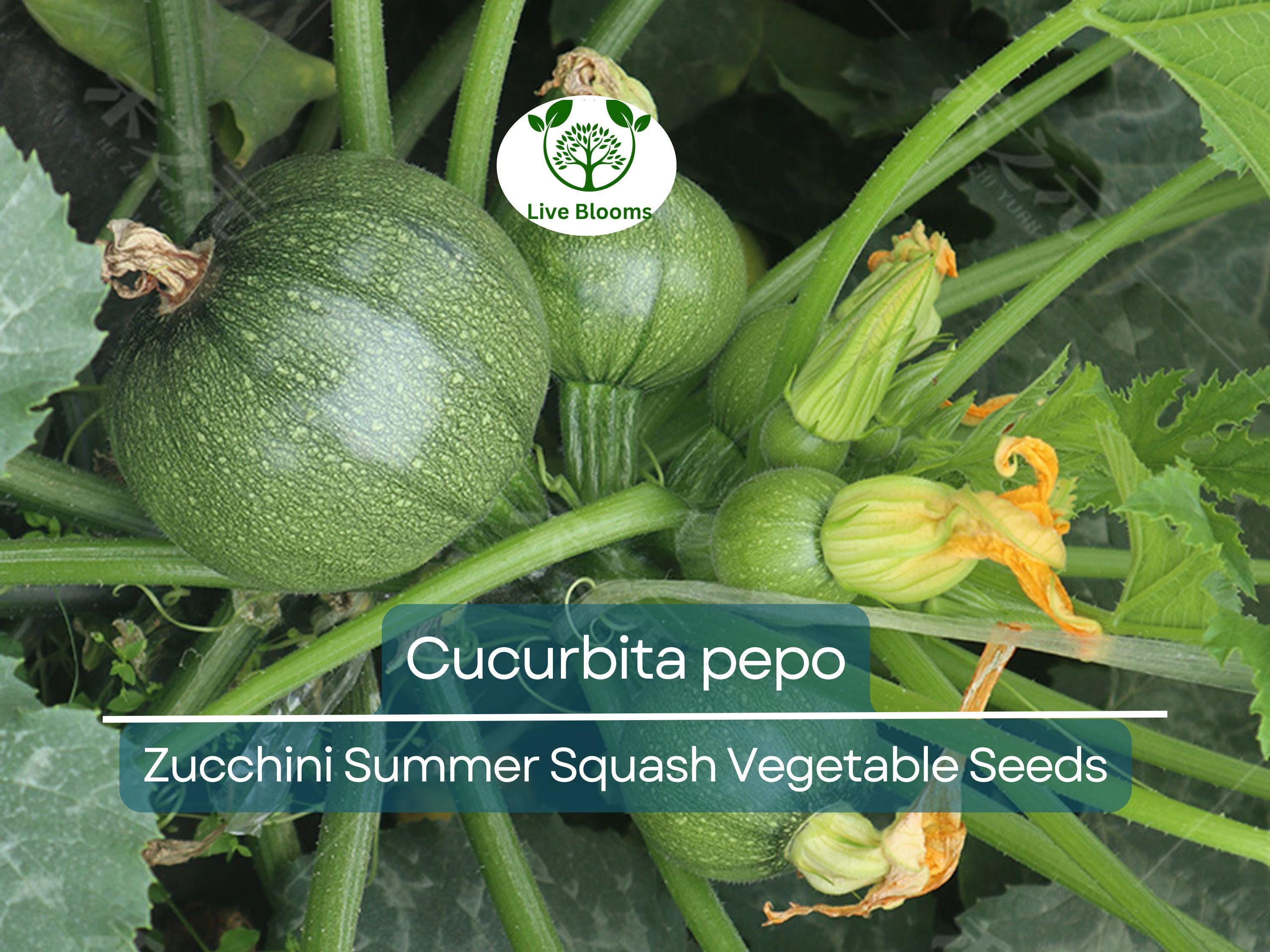 1 Gram Seeds Summer Squash Round Zucchini – Cucurbita pepo | Heirloom Vegetable for Planting, Gardening & Fresh Harvests