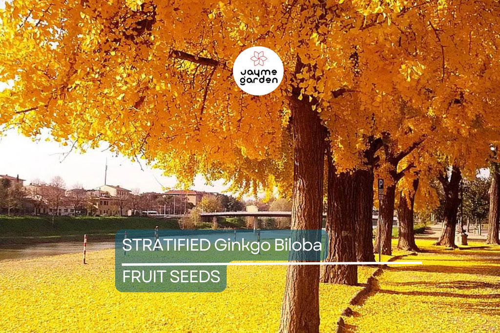 5 Stratified Ginkgo Biloba Tree Seeds (Maidenhair) – Hardy, Yellow Fall Foliage, Rare Bonsai