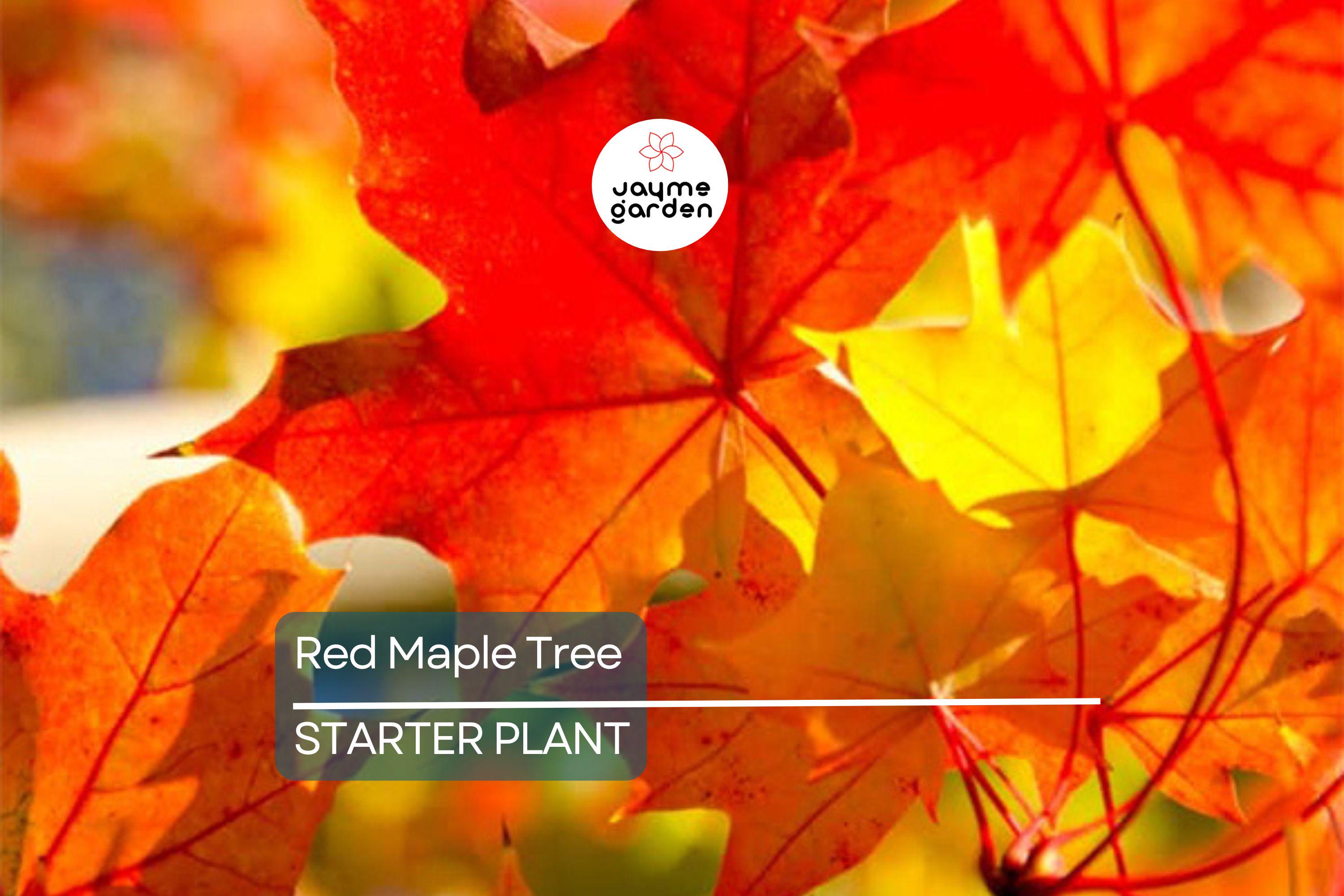 Red Maple Tree Seedlings - 8-12" Live Starter Trees for Planting, Hardy Shade Trees, Landscaping Favorites, Grown in the USA