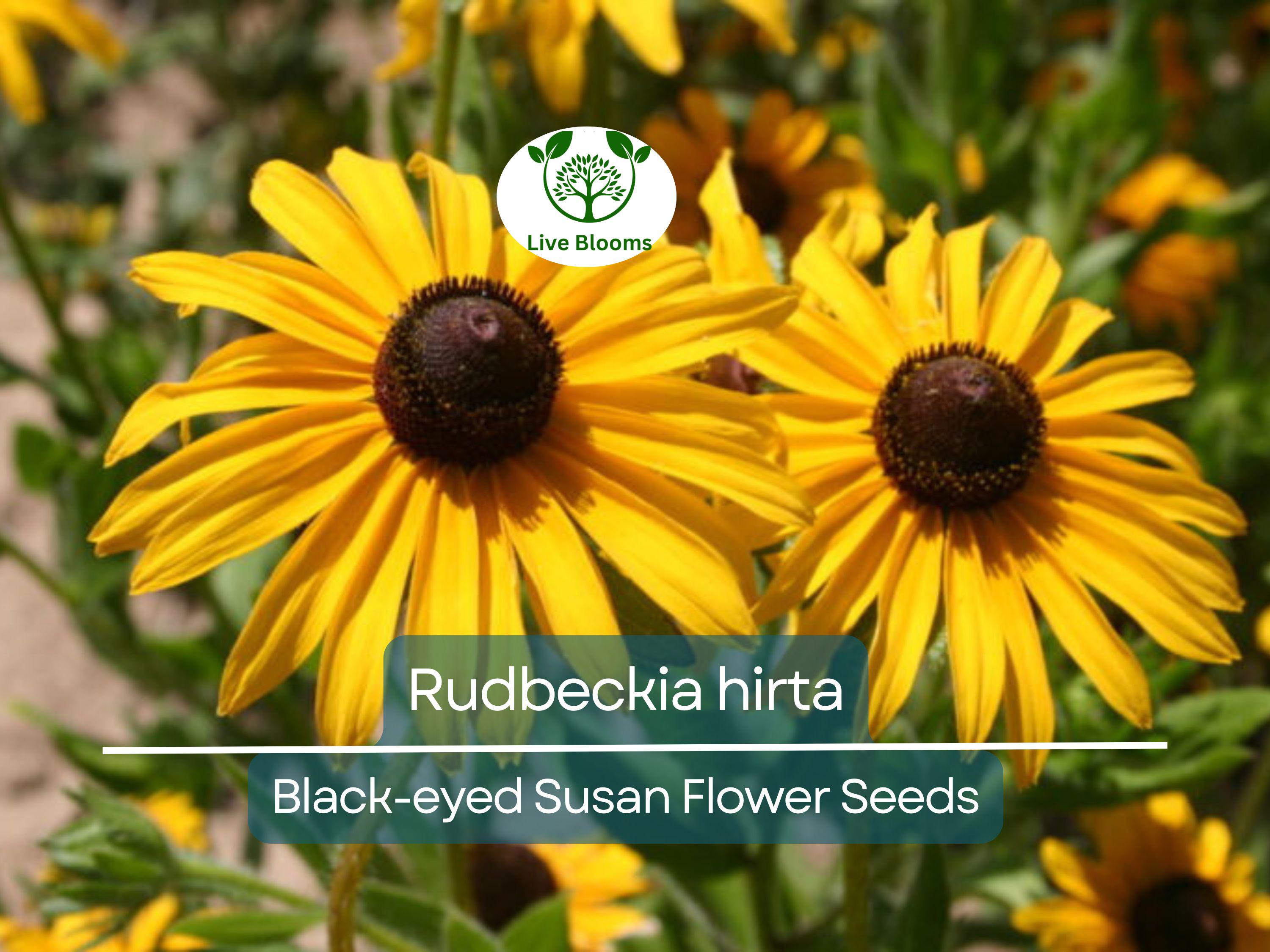 400 Seeds Black-eyed Susan (Rudbeckia hirta) - Yellow Wildflower for Planting, Garden, Landscaping, Perennial Flowers, Drought Tolerant