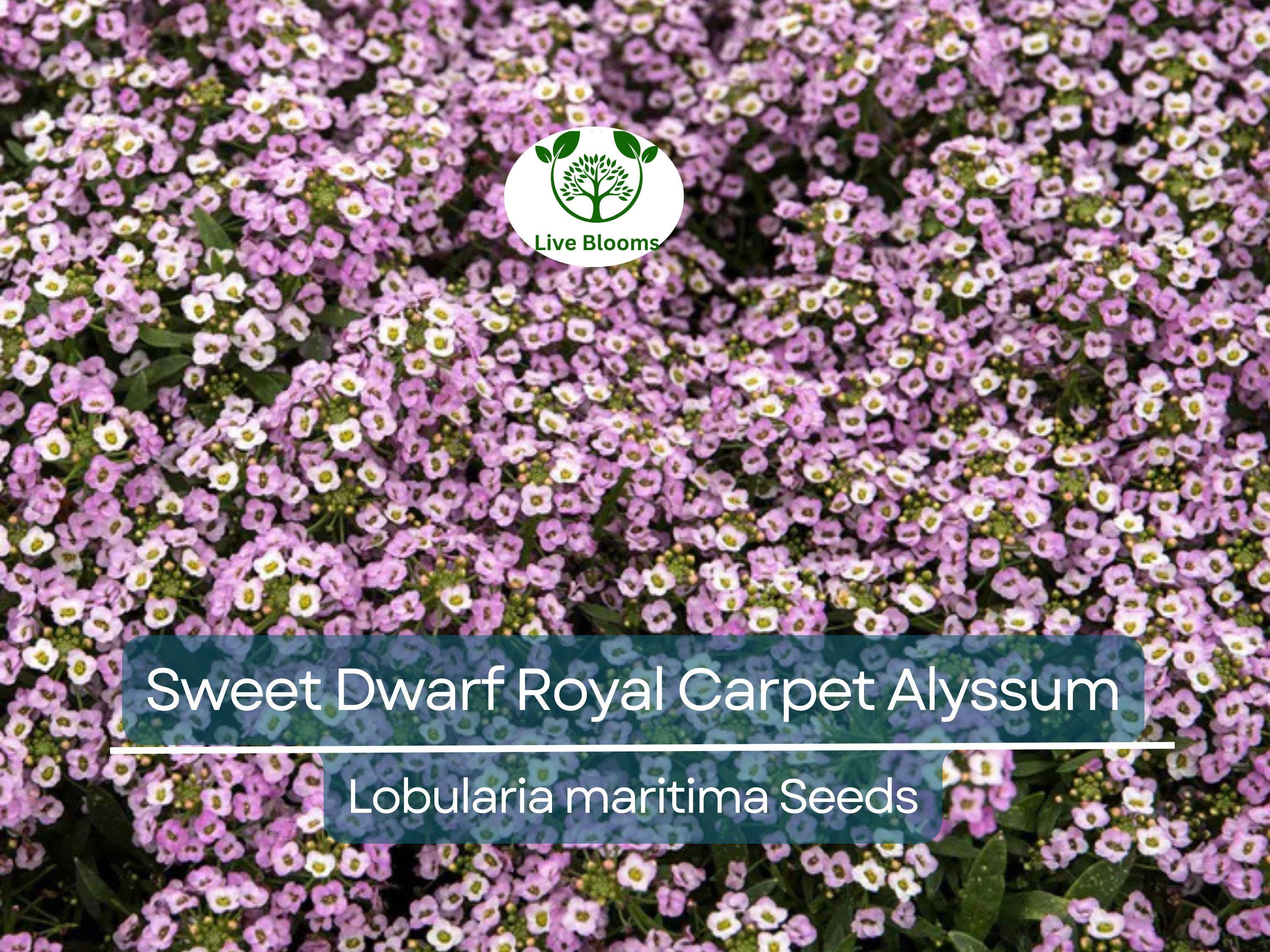 1000 Alyssum Seeds - Sweet Dwarf Royal Carpet | Lobularia maritima | Ground Cover, Non-GMO, Fragrant, Perennial, Purple Blooms